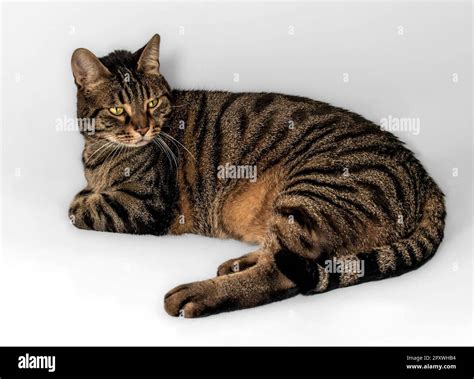 A beautiful gray, black, and orange European tabby cat relaxes with ...