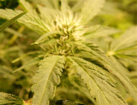 Image result for Alien vs Triangle Strain