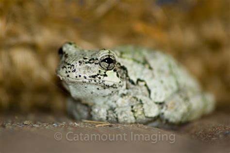 Image result for Common Gray Tree Frog