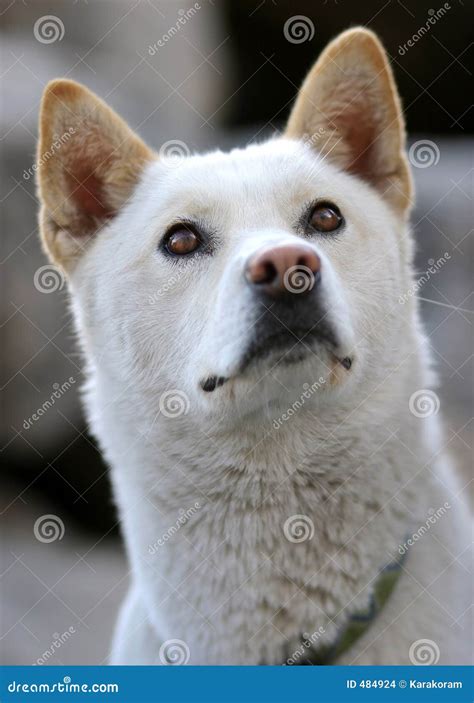 Jindo dog stock photo. Image of watch, breed, smart, white - 484924