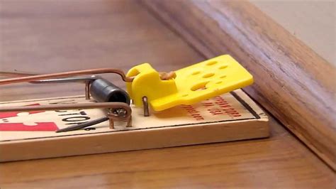 Image result for Setting Mouse Traps Tips