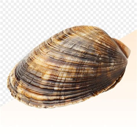 Image result for Shell Animation No Background