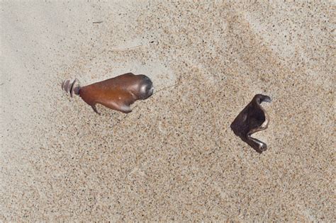 Alien Invasion Beach 的图像结果