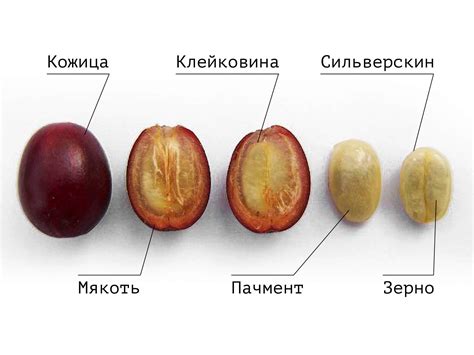 Кофейное зерно: строение, состав, виды и сорта ягоды