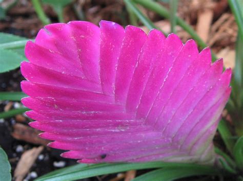 Tillandsia Cyanea 'Pink Quill' | Succulent City