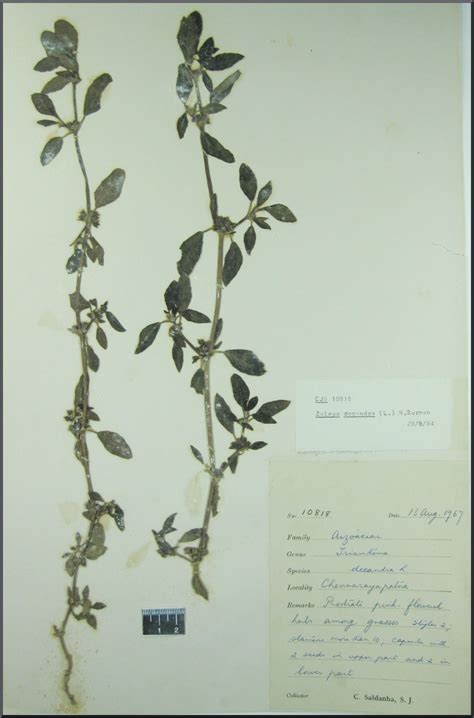 Herbarium JCB
