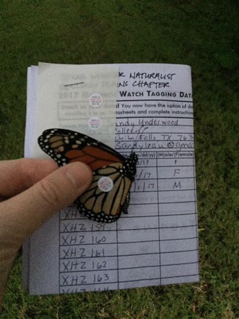 Monarch Tagging Program 的图像结果