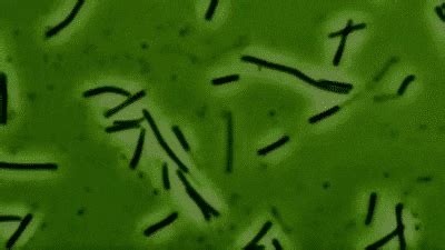 8 common myths about germs experts want you to stop believing – The ...