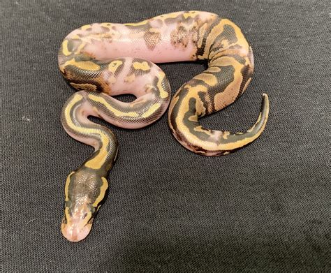 Image result for Chimera Ball Python