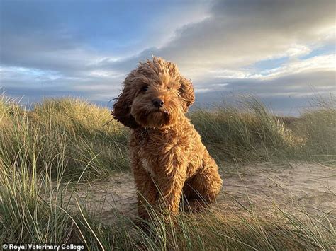 Trendy designer Cavapoos are most at risk of embarrassing health ...