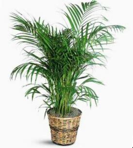 Yapraklı Salon Bitkileri ve Bakımı