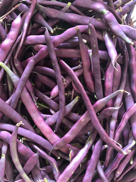 Purple Snap Beans