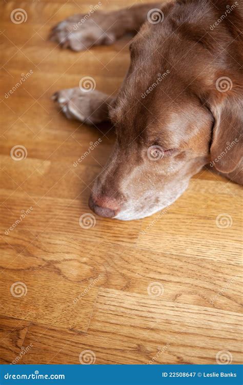 Dog on hardwood floor stock image. Image of sleepy, brown - 22508647