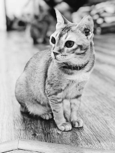 Image result for No Code Development