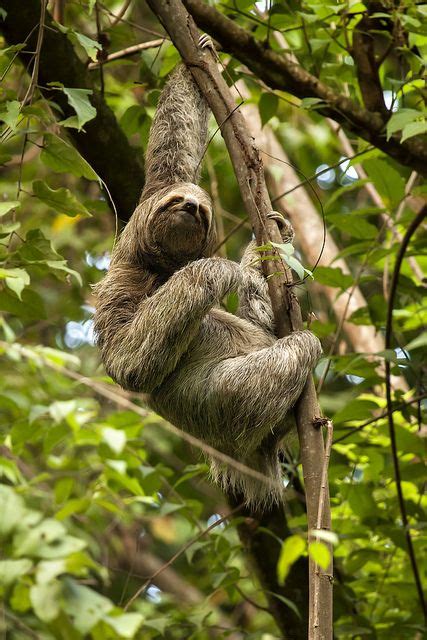 Image result for Hanging Three Toed Sloth