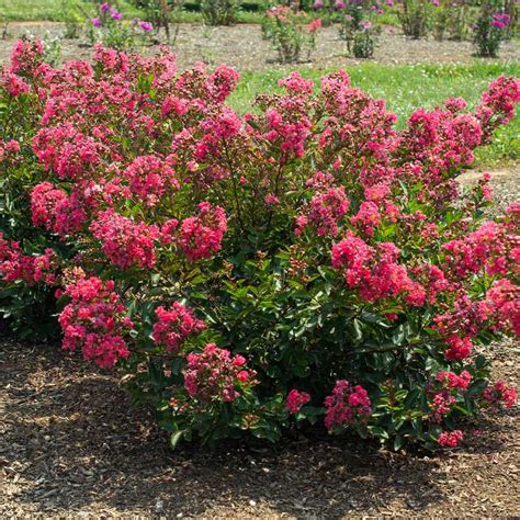 Bellini® Raspberry Crape Myrtles for Sale | FastGrowingTrees.com