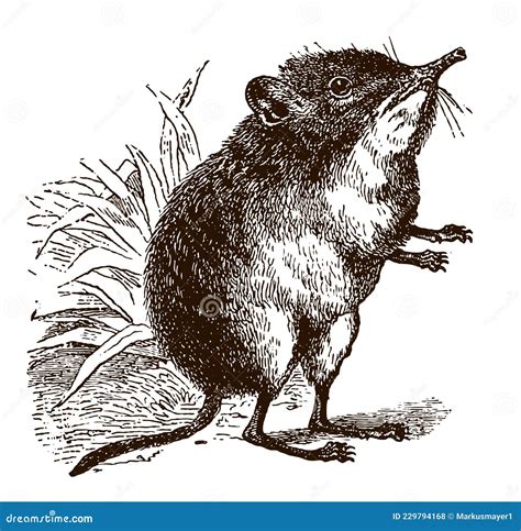 North African Elephant Shrew Petrosaltator Rozeti in Side View Stock ...