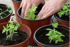 come seminare i pomodori in vaso tomato growing six requirements for success harvest to come seminare i pomodori in vaso tomato growing six requirements for success harvest to