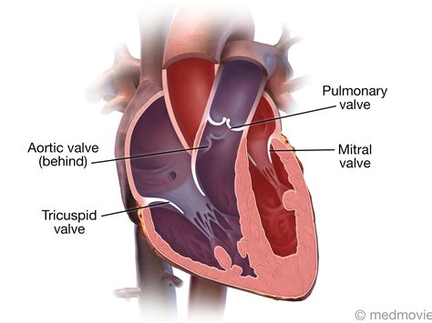 What Is A Valve Medical Term at Ray Ratliff blog