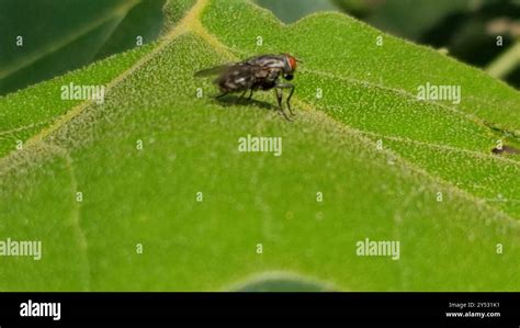Image result for Bot Fly Insect