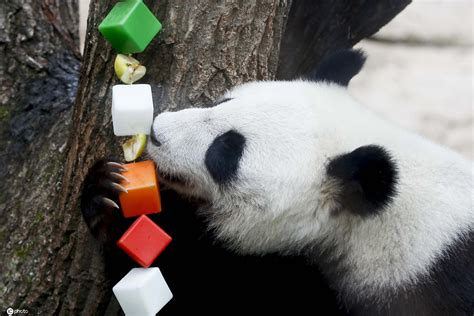 旅俄大熊猫“丁丁”和“如意”完成“第一次亲密接触”|应采儿|莫斯科_新浪新闻