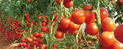 西红柿种植过程和方法-农技学堂 - 惠农网