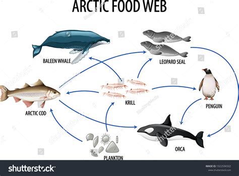 Arctic Food