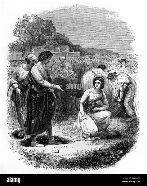 Illustration of Ruth Meeting Boaz in Corn Field Book of Ruth (Ruth XI ...
