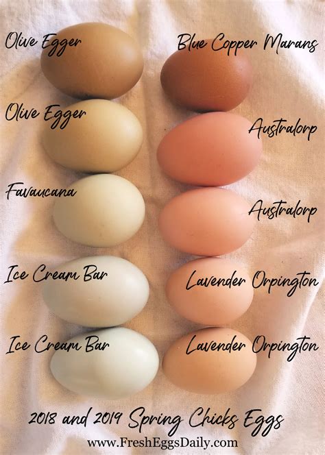 Which chicken breeds lay which color eggs? Here's a handy chart. | Chicken breeds, Chickens ...