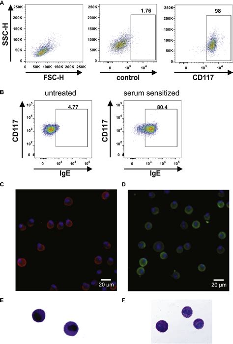 Mast cell activation test in the diagnosis of allergic disease and anaphylaxis - Journal of ...