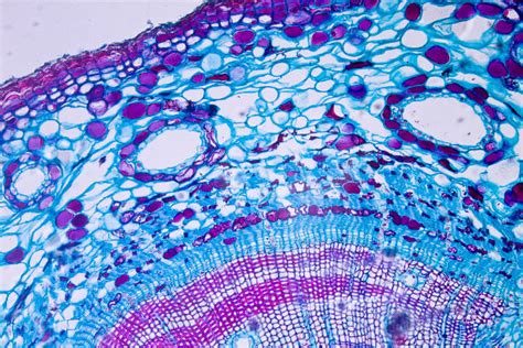 Plant Cell Microscope Slides 的图像结果