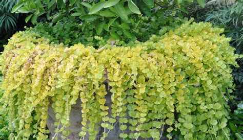 Lysimachia nummularia 'Aurea' | Creeping jenny, Creeping jenny plant ...