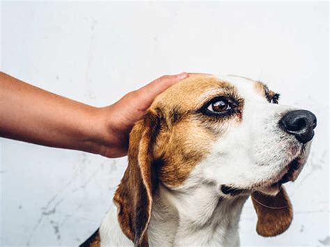 Do you want your dog to love and obey you? Feed them! - Most effective ...