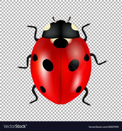 Image result for Ladybug No Background