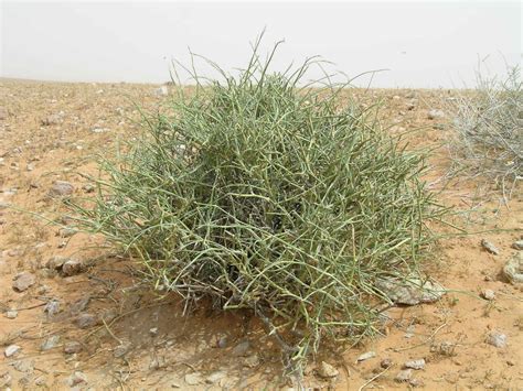 Image result for Electron Affinity SnO2