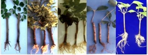 Tropical Forest Research Institute