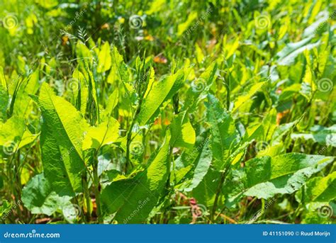 Translucent Leaves of Common Sorrel Plants Stock Photo - Image of ...