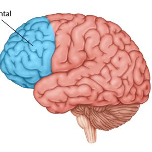 Image result for Prefrontal Cortex Damage