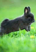 Image result for Cute Dwarf Rabbits