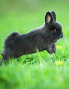 Image result for Adoption Dwarf Rabbits