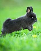 Image result for Small Baby Bunny