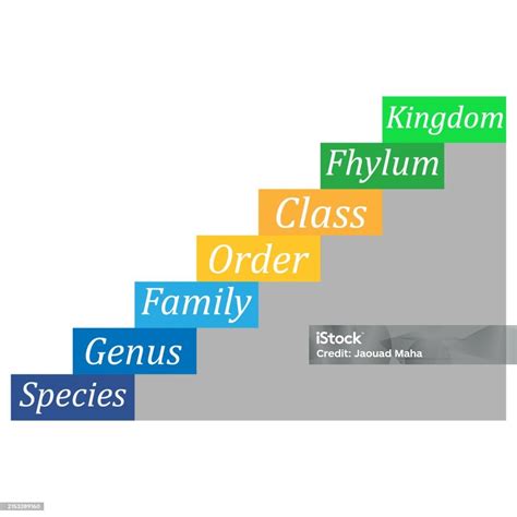 Image result for System of Classification
