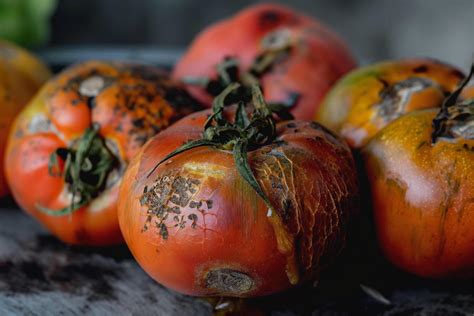 Image result for Rotting Problem