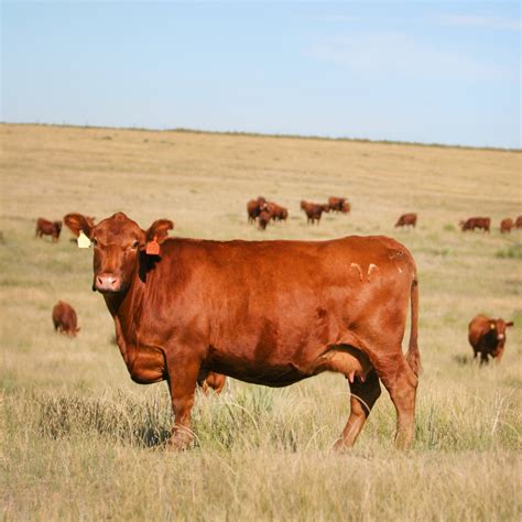 Red Angus Cattle