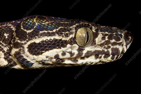 Amazon Tree Python 的图像结果