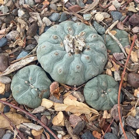 Peyote Cactus (Lophophora williamsii) Care Guide