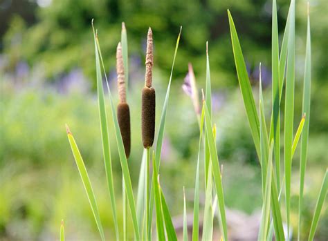 Common Cattail: Plant Care & Growing Guide
