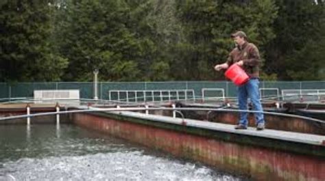 Willamette Fish Hatchery, oakridge, United States Of America - Top ...