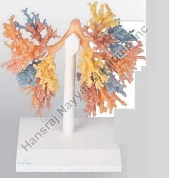 Bronchial Tree 3d Anatomical Model Manufacturer, Supplier from Amritsar