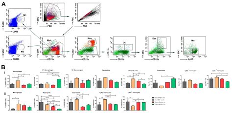 Collagenase-Induced Mouse Model of Osteoarthritis—A Thorough Flow ...